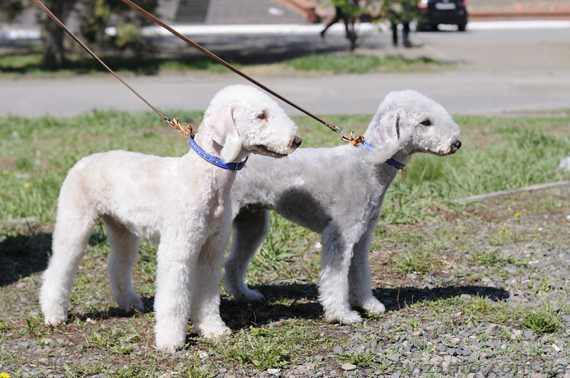 Щенки бедлингтон-терьера - <ro>Изображение</ro><ru>Изображение</ru> #3, <ru>Объявление</ru> #234385