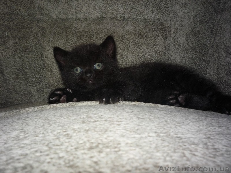 Черненький котенок Scottish Stright c документами - <ro>Изображение</ro><ru>Изображение</ru> #3, <ru>Объявление</ru> #241812