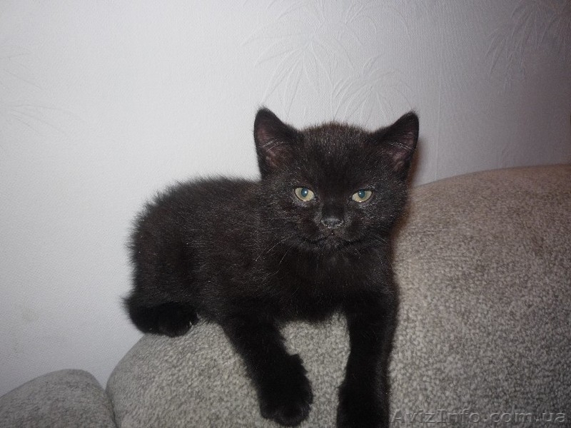 Черненький котенок Scottish Stright c документами - <ro>Изображение</ro><ru>Изображение</ru> #1, <ru>Объявление</ru> #241812