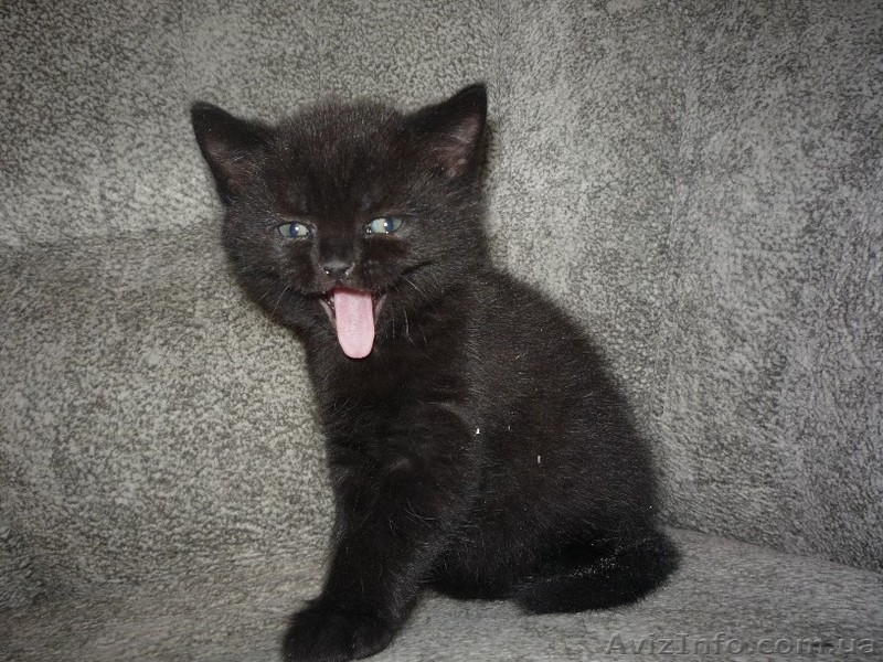 Черненький котенок Scottish Stright c документами - <ro>Изображение</ro><ru>Изображение</ru> #2, <ru>Объявление</ru> #241812