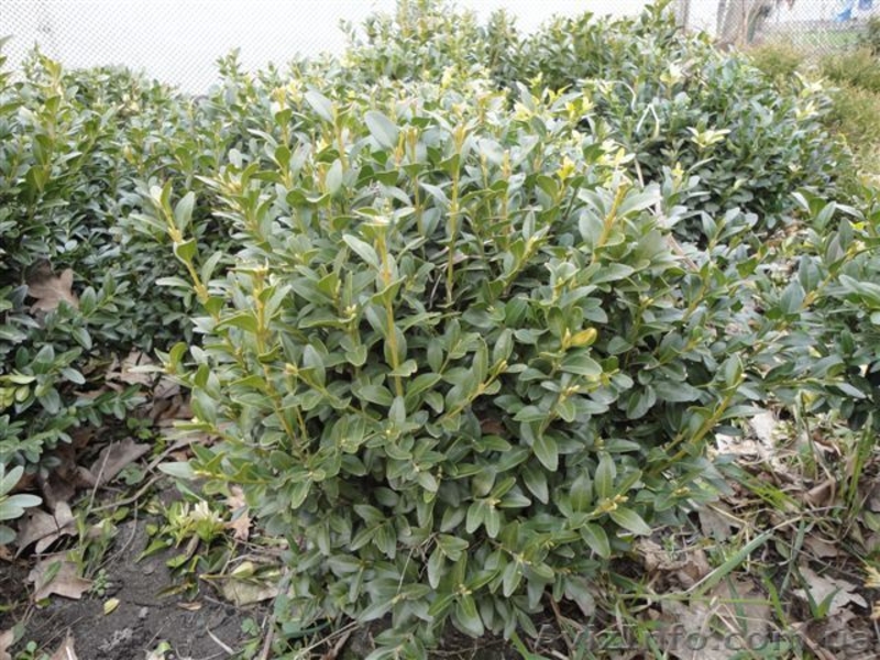  Продаю Семена газона и травы универсальной, хвойные растения          - <ro>Изображение</ro><ru>Изображение</ru> #1, <ru>Объявление</ru> #241038