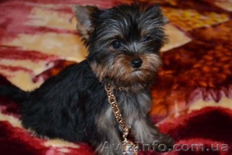 Йоркширский терьер, мини и стандарт. - <ro>Изображение</ro><ru>Изображение</ru> #1, <ru>Объявление</ru> #229823