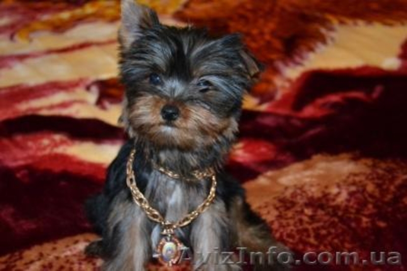 Элитные щеночки йоркширского терьера , - <ro>Изображение</ro><ru>Изображение</ru> #1, <ru>Объявление</ru> #236219