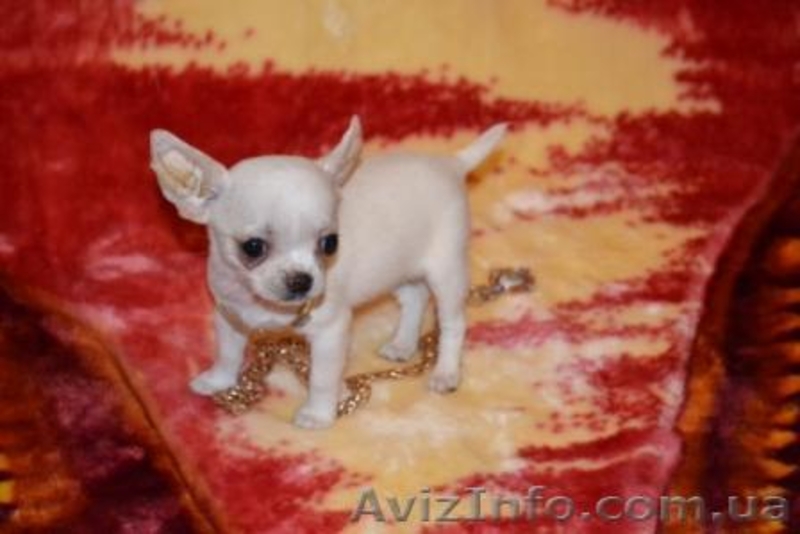 Чихуашочки супер мини - <ro>Изображение</ro><ru>Изображение</ru> #3, <ru>Объявление</ru> #220598