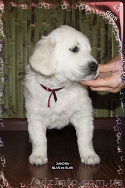 Девочка Золотистого (Голден) ретривера - <ro>Изображение</ro><ru>Изображение</ru> #3, <ru>Объявление</ru> #226885