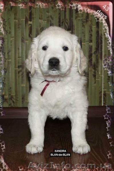 Девочка Золотистого (Голден) ретривера - <ro>Изображение</ro><ru>Изображение</ru> #1, <ru>Объявление</ru> #226885