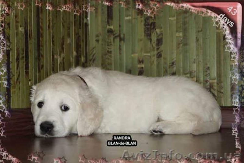 Девочка Золотистого (Голден) ретривера - <ro>Изображение</ro><ru>Изображение</ru> #5, <ru>Объявление</ru> #226885