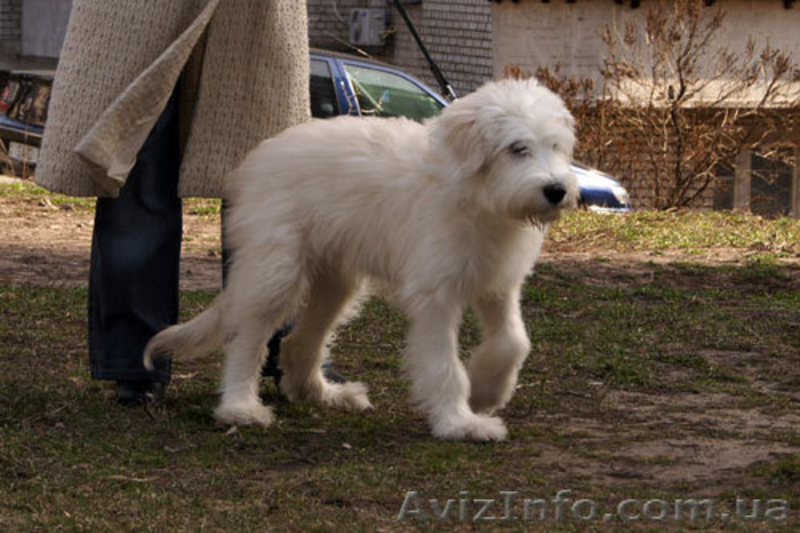 Лучший щенок Южнорусской овчарки - <ro>Изображение</ro><ru>Изображение</ru> #5, <ru>Объявление</ru> #226770
