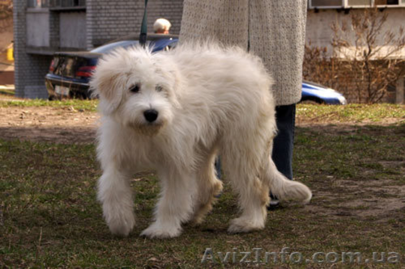 Лучший щенок Южнорусской овчарки - <ro>Изображение</ro><ru>Изображение</ru> #6, <ru>Объявление</ru> #226770