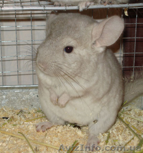 Шиншиллы Гетеробеж - <ro>Изображение</ro><ru>Изображение</ru> #2, <ru>Объявление</ru> #221125