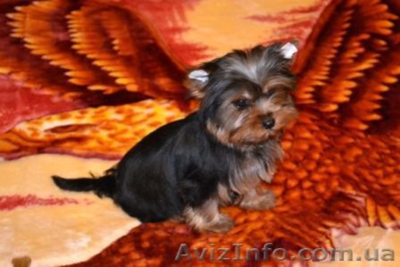 Йоркширский терьер, мини и стандарт. - <ro>Изображение</ro><ru>Изображение</ru> #3, <ru>Объявление</ru> #229823