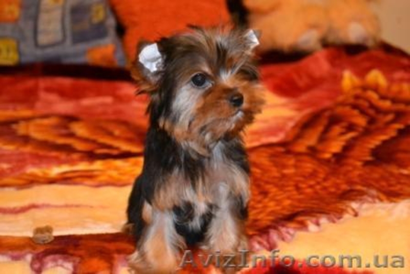 Элитные щеночки йоркширского терьера , - <ro>Изображение</ro><ru>Изображение</ru> #2, <ru>Объявление</ru> #236219