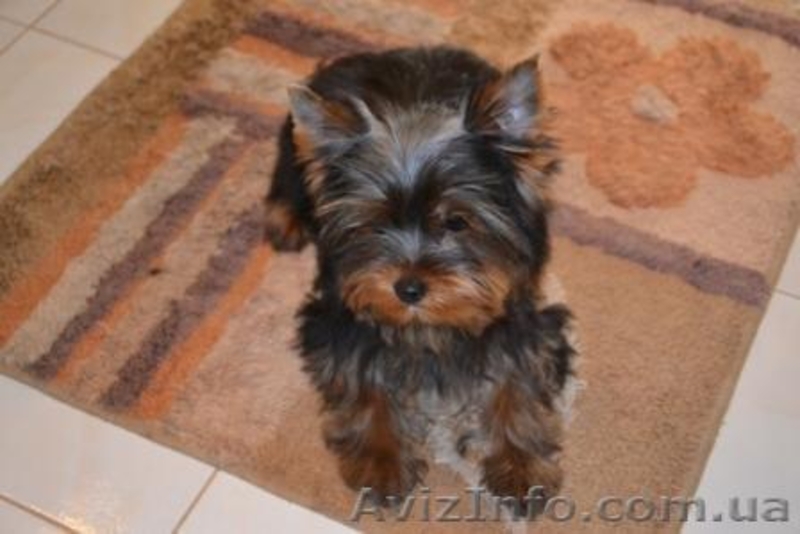 Элитные щеночки йоркширского терьера шоу класса - <ro>Изображение</ro><ru>Изображение</ru> #1, <ru>Объявление</ru> #244624