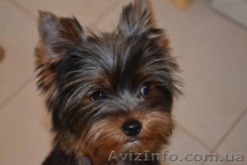 Элитные щеночки йоркширского терьера шоу класса - <ro>Изображение</ro><ru>Изображение</ru> #3, <ru>Объявление</ru> #244624