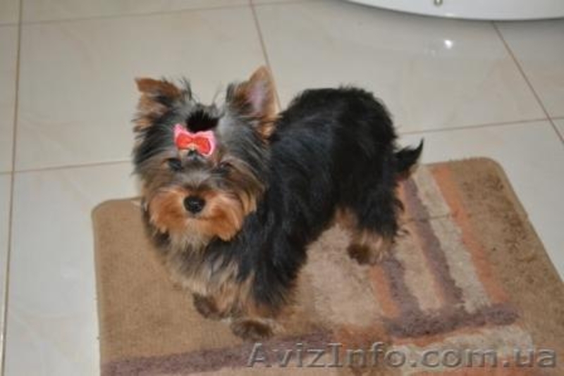 Элитные щеночки йоркширского терьера шоу класса - <ro>Изображение</ro><ru>Изображение</ru> #2, <ru>Объявление</ru> #244624