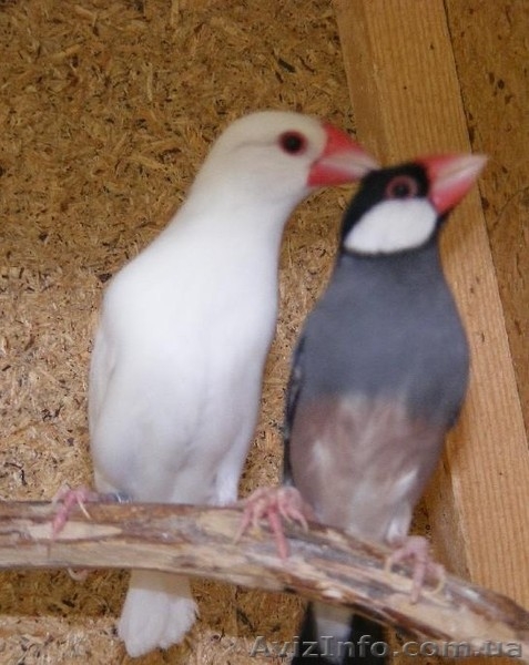 0939972736,0978872557 Сергей - <ro>Изображение</ro><ru>Изображение</ru> #6, <ru>Объявление</ru> #209034