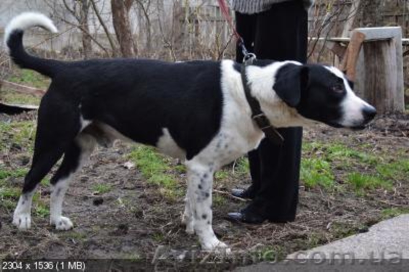 Красивый благородный пес ищет дом - <ro>Изображение</ro><ru>Изображение</ru> #1, <ru>Объявление</ru> #227932