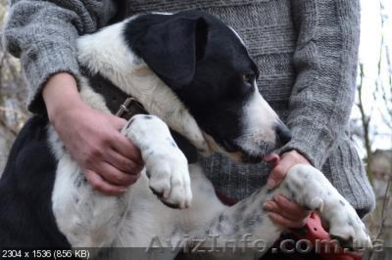 Красивый благородный пес ищет дом - <ro>Изображение</ro><ru>Изображение</ru> #3, <ru>Объявление</ru> #227932