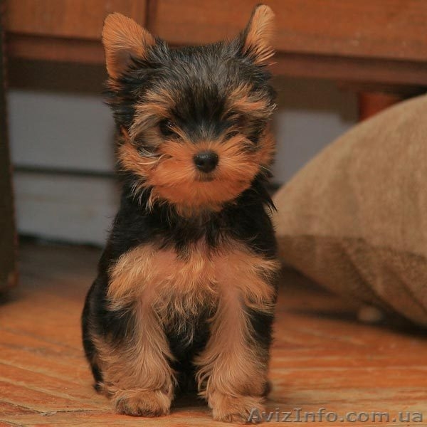 Болд энд Бюти ждетвАС - <ro>Изображение</ro><ru>Изображение</ru> #6, <ru>Объявление</ru> #223127