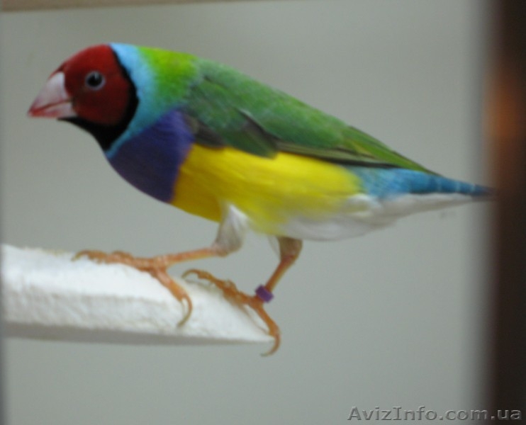 0939972736,0978872557 Сергей - <ro>Изображение</ro><ru>Изображение</ru> #4, <ru>Объявление</ru> #209034