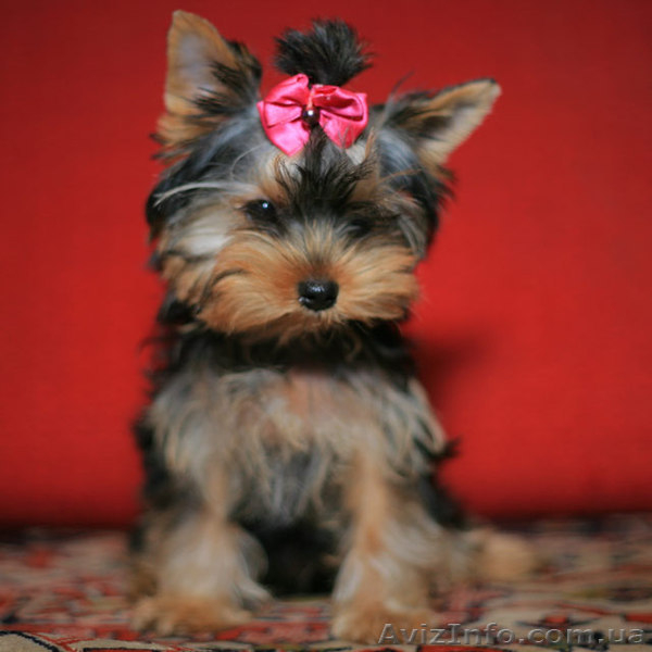 Болд энд Бюти ждетвАС - <ro>Изображение</ro><ru>Изображение</ru> #1, <ru>Объявление</ru> #223127