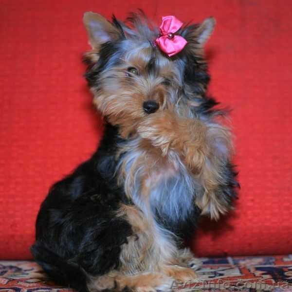 Болд энд Бюти ждет своего хозяина - <ro>Изображение</ro><ru>Изображение</ru> #3, <ru>Объявление</ru> #223121