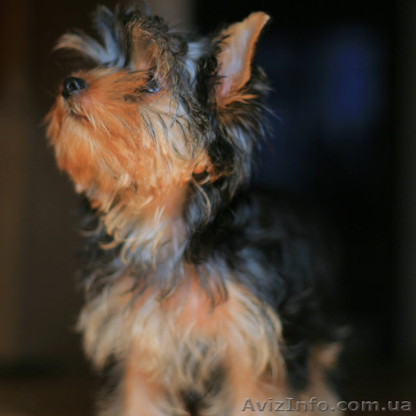 Болд энд Бюти ждетвАС - <ro>Изображение</ro><ru>Изображение</ru> #5, <ru>Объявление</ru> #223127