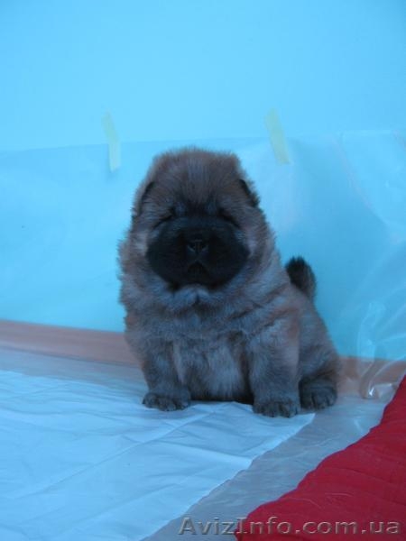 Щенки ЧАУ ЧАУ в хорошие руки)) - <ro>Изображение</ro><ru>Изображение</ru> #1, <ru>Объявление</ru> #226035