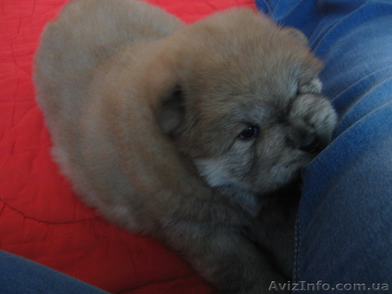 Щенки ЧАУ ЧАУ в хорошие руки)) - <ro>Изображение</ro><ru>Изображение</ru> #2, <ru>Объявление</ru> #226035