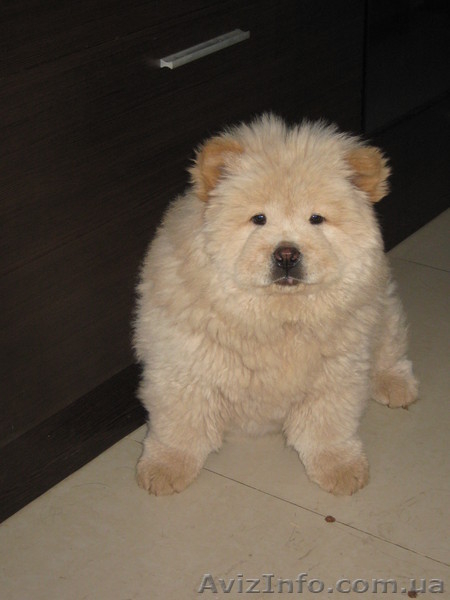 ЧАУ ЧАУ продадим щенка в хорошие руки - <ro>Изображение</ro><ru>Изображение</ru> #3, <ru>Объявление</ru> #245779