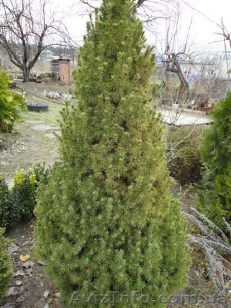  Продаю Семена газона и травы универсальной, хвойные растения          - <ro>Изображение</ro><ru>Изображение</ru> #2, <ru>Объявление</ru> #241038