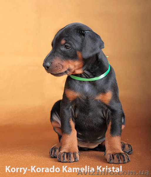 Доберман сука ч/п шоу-класса щенок купить рожд 24 01 11 - <ro>Изображение</ro><ru>Изображение</ru> #1, <ru>Объявление</ru> #239157