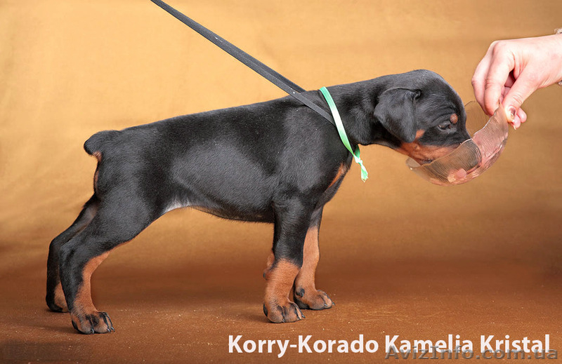 Доберман сука ч/п шоу-класса щенок купить рожд 24 01 11 - <ro>Изображение</ro><ru>Изображение</ru> #2, <ru>Объявление</ru> #239157