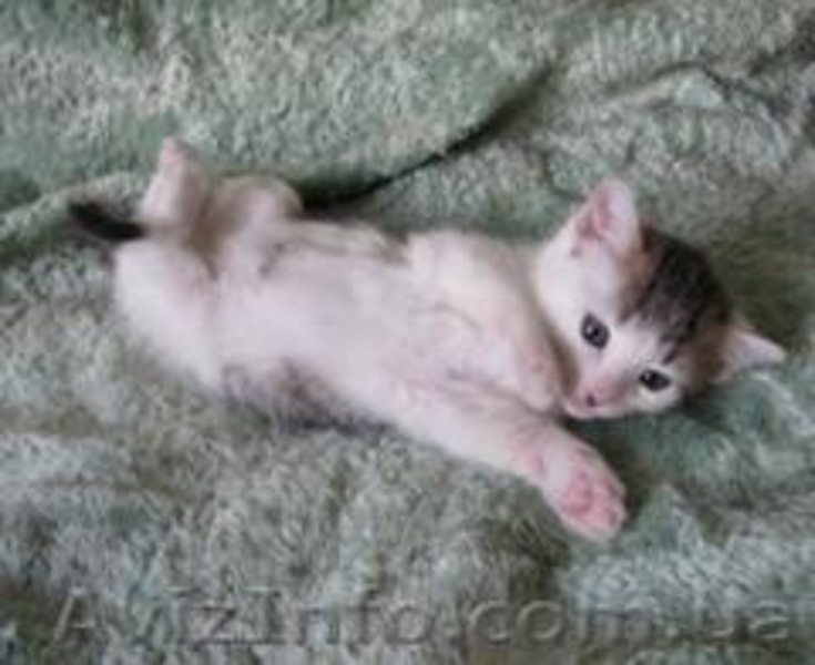 Ласковые игривые котятки ищут дом - <ro>Изображение</ro><ru>Изображение</ru> #1, <ru>Объявление</ru> #234464