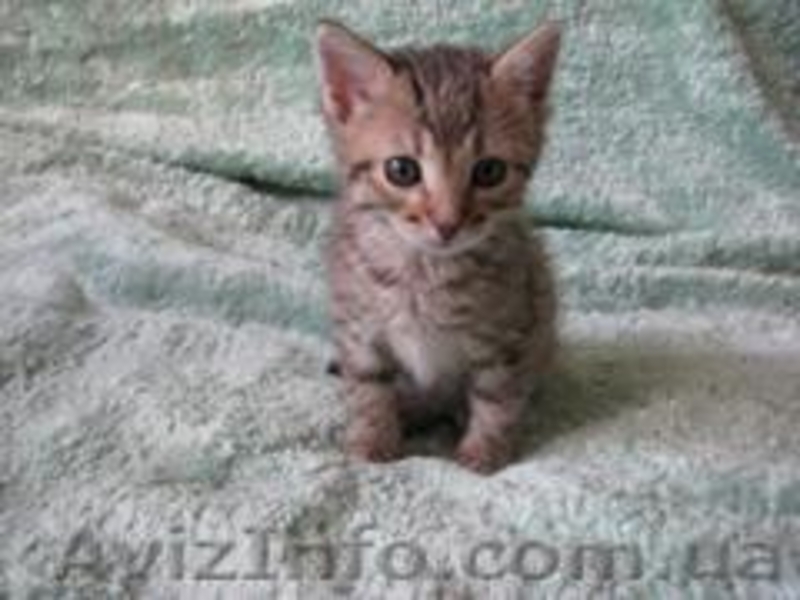 Ласковые игривые котятки ищут дом - <ro>Изображение</ro><ru>Изображение</ru> #2, <ru>Объявление</ru> #234464