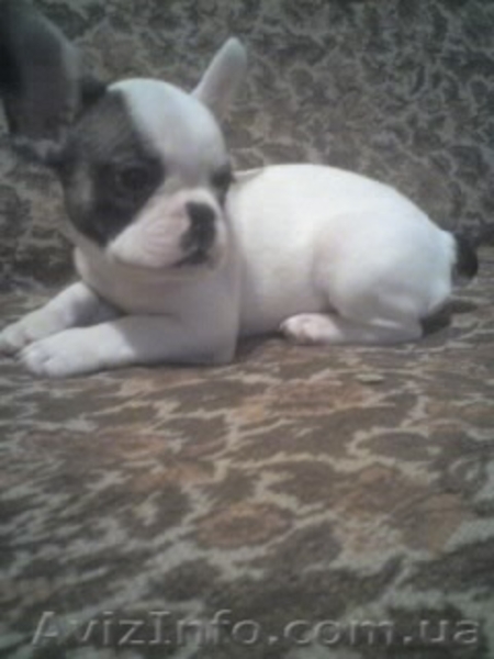 Елитные щенки французского бульдога - <ro>Изображение</ro><ru>Изображение</ru> #3, <ru>Объявление</ru> #220539