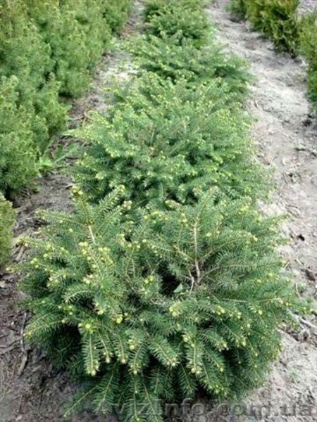  Продаю Семена газона и травы универсальной, хвойные растения          - <ro>Изображение</ro><ru>Изображение</ru> #3, <ru>Объявление</ru> #241038