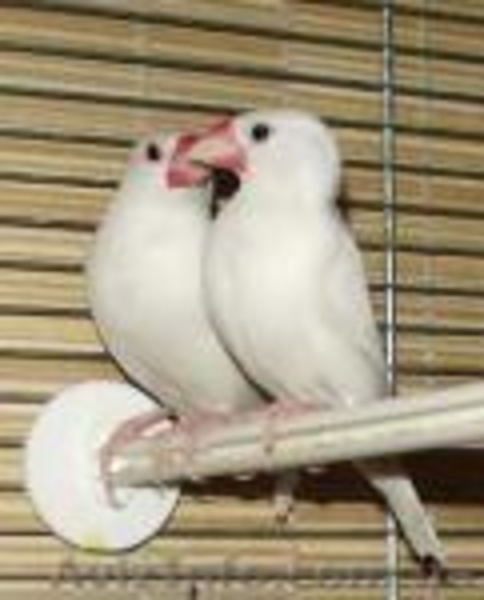 0939972736,0978872557 Сергей - <ro>Изображение</ro><ru>Изображение</ru> #5, <ru>Объявление</ru> #209034