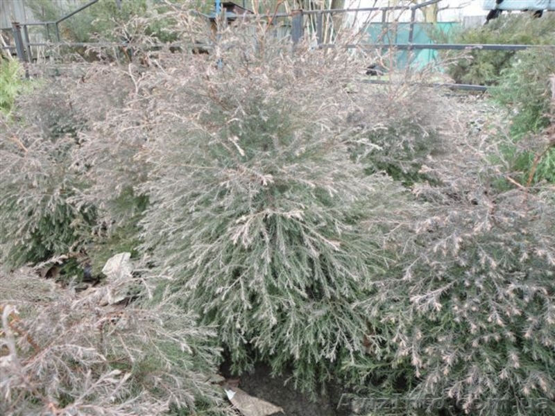  Продаю Семена газона и травы универсальной, хвойные растения          - <ro>Изображение</ro><ru>Изображение</ru> #4, <ru>Объявление</ru> #241038