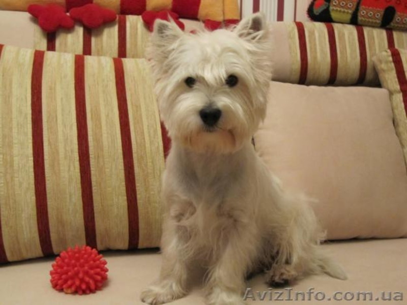 Вязка Вест Хайленд Уайт Терьер West Highland White Terrier - <ro>Изображение</ro><ru>Изображение</ru> #1, <ru>Объявление</ru> #253115