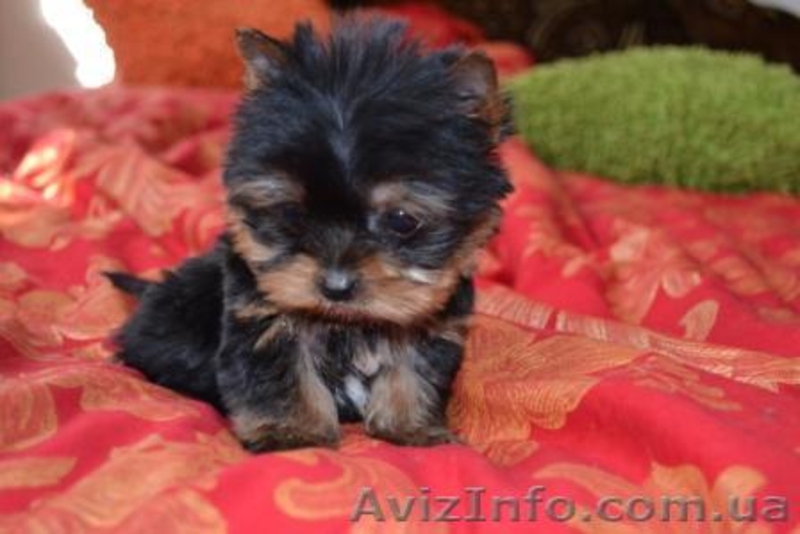 Элитные щеночки йоркширского терьера мини и стандарт шоу класса - <ro>Изображение</ro><ru>Изображение</ru> #2, <ru>Объявление</ru> #252907
