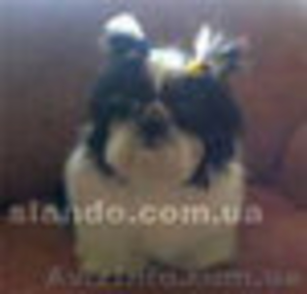 Срочно! девочка ши тцу, лучшая из помёта - <ro>Изображение</ro><ru>Изображение</ru> #6, <ru>Объявление</ru> #277719