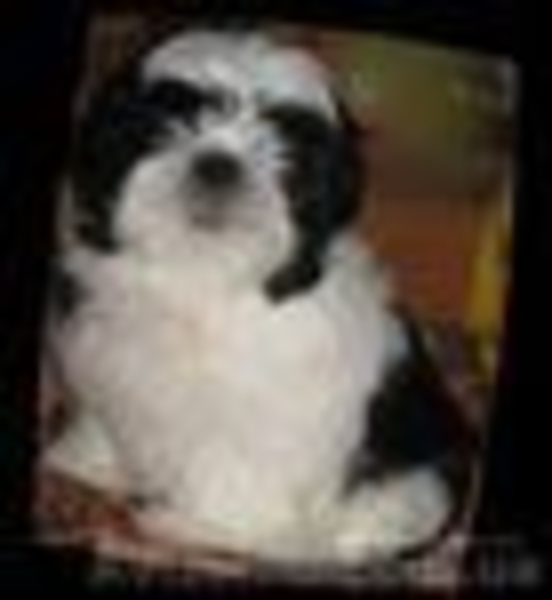 Срочно! девочка ши тцу, лучшая из помёта - <ro>Изображение</ro><ru>Изображение</ru> #3, <ru>Объявление</ru> #277719