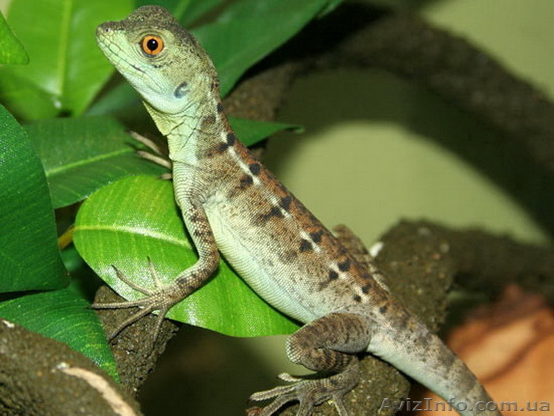 Рептилии-Зеленый василиск - <ro>Изображение</ro><ru>Изображение</ru> #2, <ru>Объявление</ru> #272161