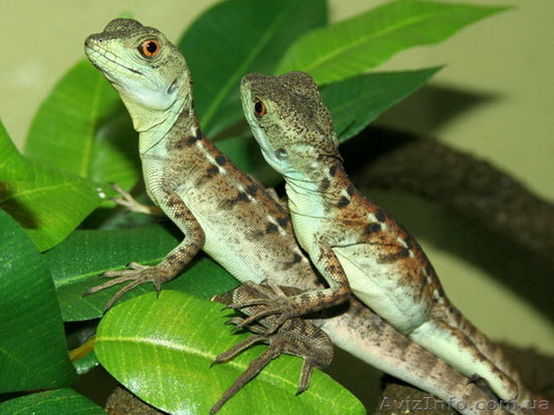 Рептилии-Зеленый василиск - <ro>Изображение</ro><ru>Изображение</ru> #1, <ru>Объявление</ru> #272161
