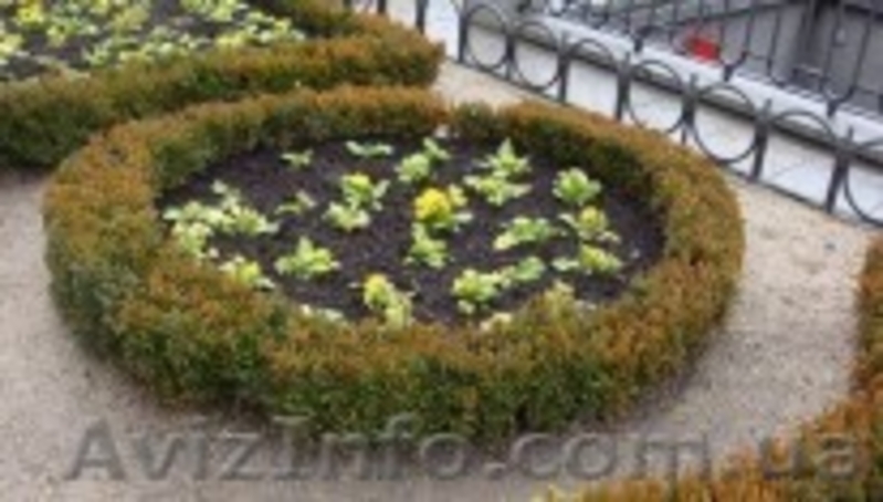 мульча (декоративная щепа,мульчирование) - <ro>Изображение</ro><ru>Изображение</ru> #3, <ru>Объявление</ru> #256675