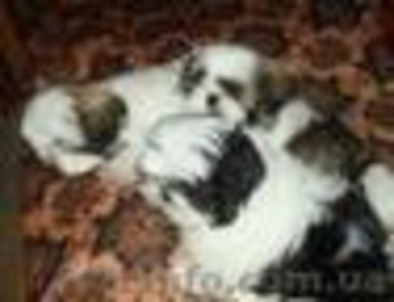 Срочно! девочка ши тцу, лучшая из помёта - <ro>Изображение</ro><ru>Изображение</ru> #4, <ru>Объявление</ru> #277719