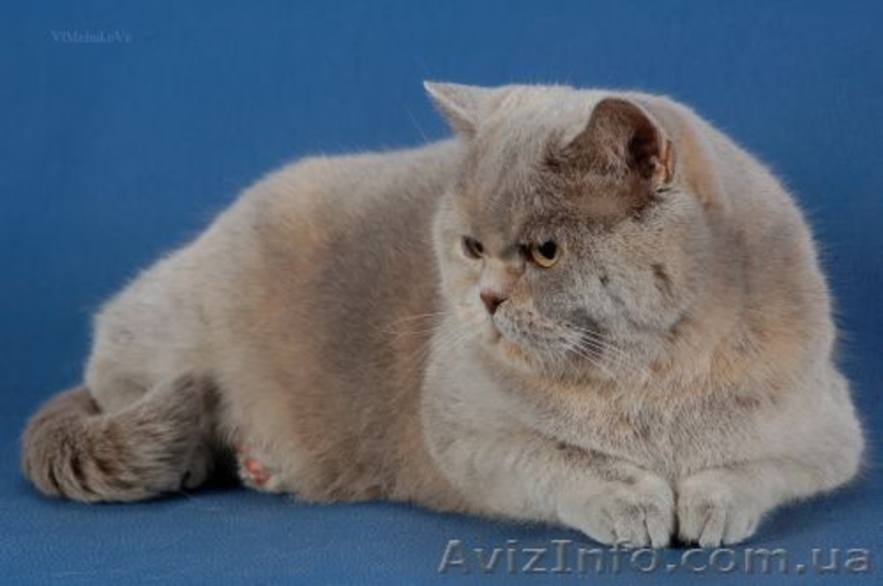 шотландская вислоушка - <ro>Изображение</ro><ru>Изображение</ru> #2, <ru>Объявление</ru> #265814