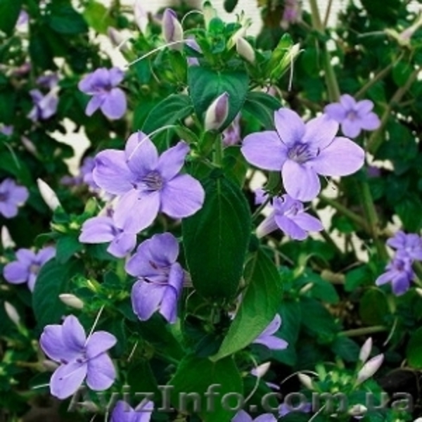 Семена комнатных красиво цветущих, и хищных растений - <ro>Изображение</ro><ru>Изображение</ru> #3, <ru>Объявление</ru> #259199