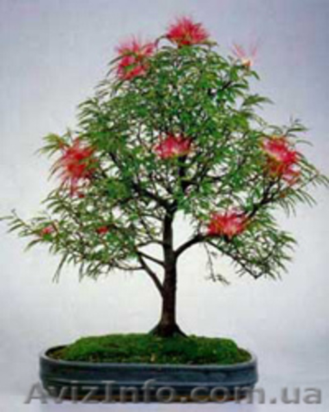 Красиво цветущие комнатные растения - <ro>Изображение</ro><ru>Изображение</ru> #3, <ru>Объявление</ru> #259171